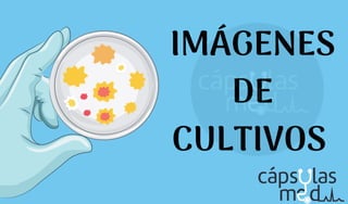 IMÁGENES
DE
CULTIVOS
 