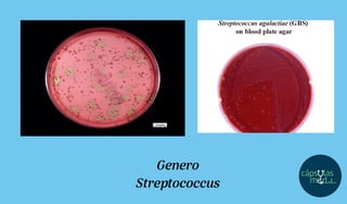 Genero
Streptococcus
 