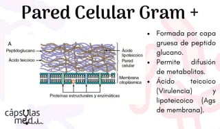 Pared Celular Gram +
Formada por capa
gruesa de peptido
glucano.
Permite difusión
de metabolitos.
Ácido teicoico
(Virulencia) y
lipoteicoico (Ags
de membrana).
 