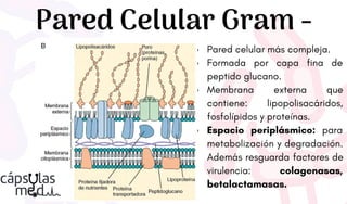 Pared celular más compleja.
Formada por capa fina de
peptido glucano.
Membrana externa que
contiene: lipopolisacáridos,
fosfolípidos y proteínas.
Espacio periplásmico: para
metabolización y degradación.
Además resguarda factores de
virulencia: colagenasas,
betalactamasas.
Pared Celular Gram -
 