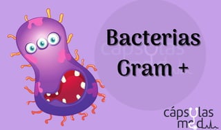 Bacterias
Bacterias
Gram +
Gram +
 