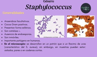 Anaerobios facultativos.
Cocos Gram positivos.
Presentan forma esférica.
Son catalasa +.
Ausencia de endoesporas.
Son inmóviles.
Importante patógeno en humanos.
En el microscopio: se desarrollan en un patrón que a un Racimo de uvas
(característico del S. aureus), sin embargo, en muestras pueden estar:
aislados, pares o en cadenas cortas.
Staphylococcus
Género
Generalidades
 