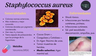 Coloniza narinas anteriores.
Más virulencia y mejor
conocido.
Colonias doradas por pigmento
carotenoide.
Gen mec A y toxinas.
Tiene cápsula de polisacáridos
que los protege de la
fagocitosis.
Staphylococcus aureus
Generalidades
Dx de Laboratorio
Cocos Gram +.
Coagulasa y Catalasa +.
En Agar: Racimo de uvas.
Tomar muestras de
heridas.
Medio selectivo: Agar
manitol sal.
Enfermedades
Shock tóxico.
Infecciones por heridas:
catéteres, prótesis.
Infecciones cutáneas.
Sd. piel escaldada:
descamación, ampollas, pus.
Vancomicina (MRSA)
Meticilina
 