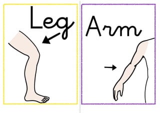 Flashcards Partes del Cuerpo[1] | PDF