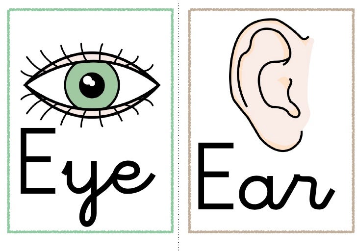 глаза ребенка. умные глаза по английскому. описание глаз на англ. строение глаза. Eyes на английском языке с.