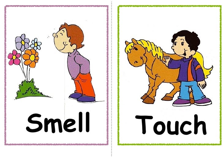 5 senses worksheets for kids. I can see задания. I can see. I can smell. Урок i can see.