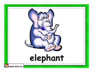 elephant
 