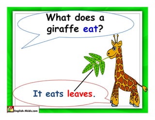 What does a
   giraffe eat?




It eats leaves.
 
