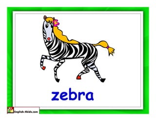 zebra
 