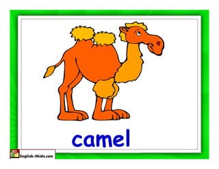 camel
 