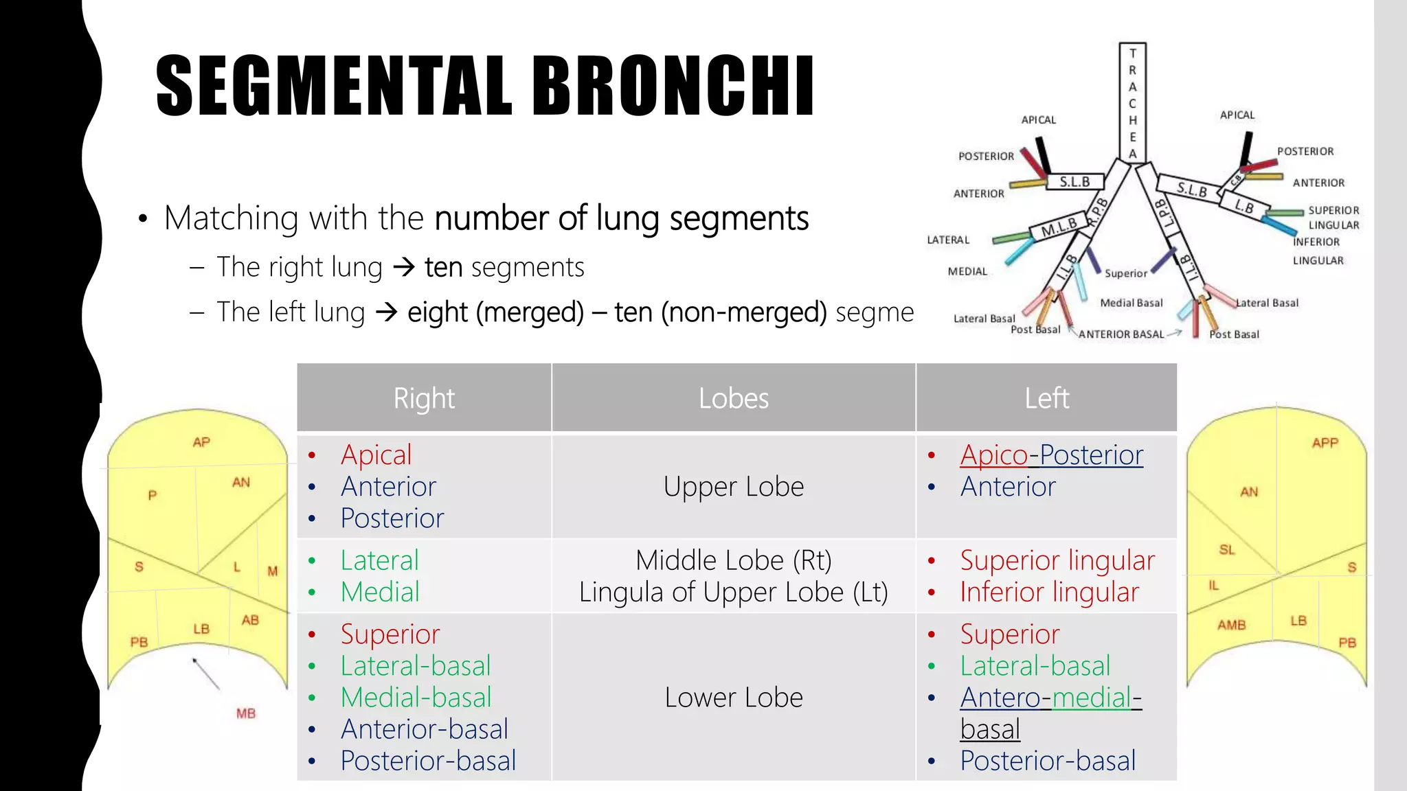 FlashPath - Lung - Anatomy | PPTX