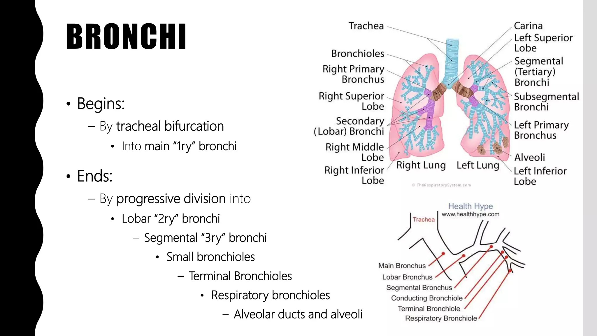 FlashPath - Lung - Anatomy | PPTX