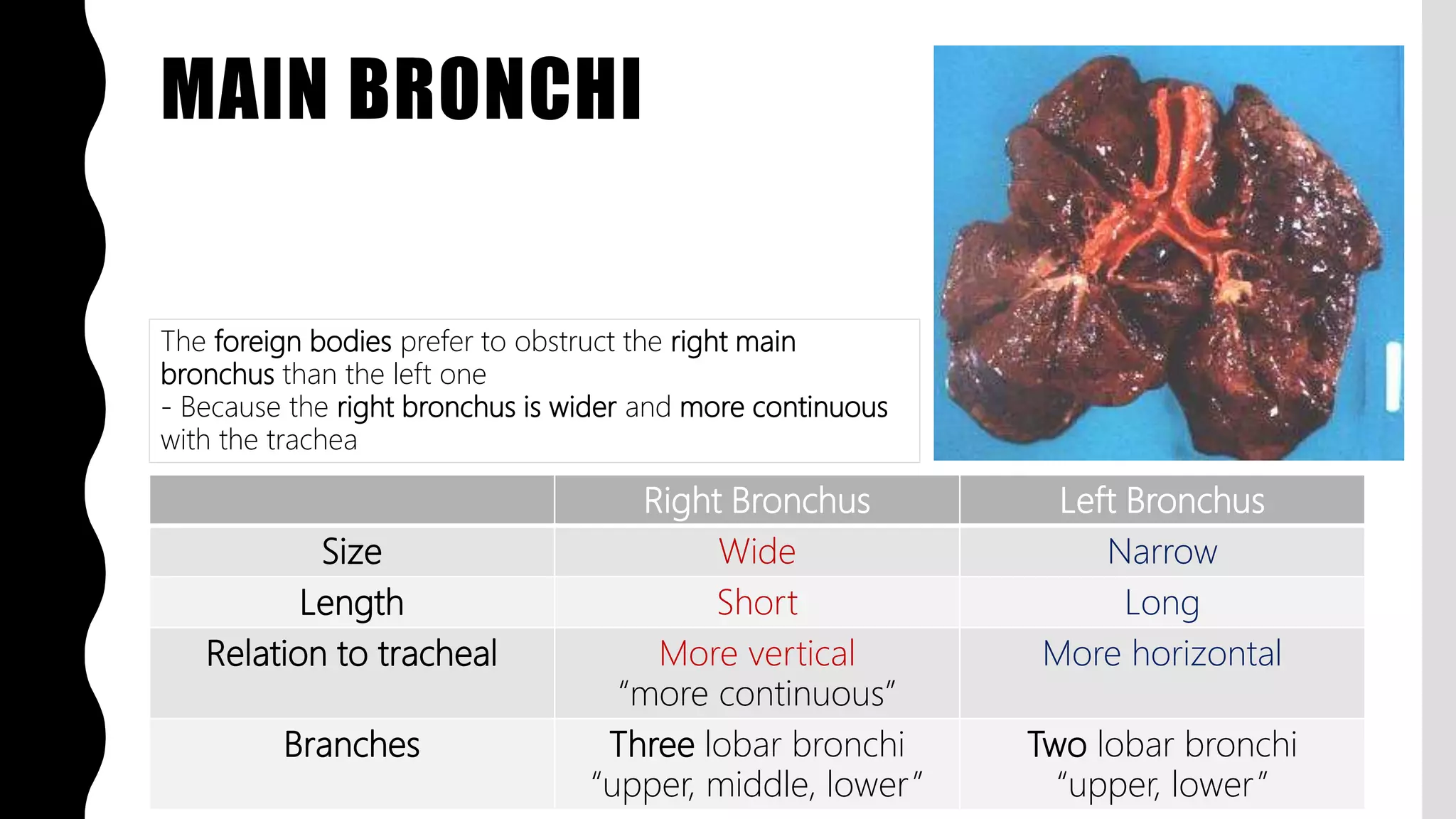 FlashPath - Lung - Anatomy | PPTX