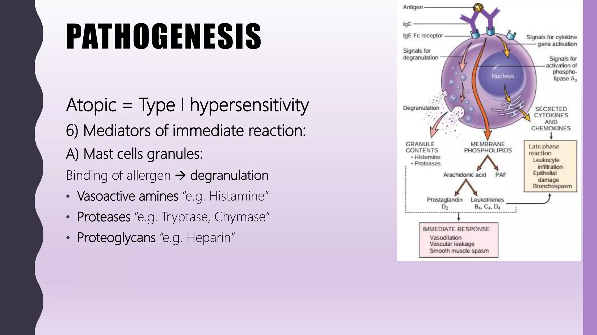 PATHOGENESIS
Atopic = Type I hypersensitivity
6) Mediators of immediate reaction:
A) Mast cells granules:
Binding of allergen  degranulation
• Vasoactive amines “e.g. Histamine”
• Proteases “e.g. Tryptase, Chymase”
• Proteoglycans “e.g. Heparin”
 