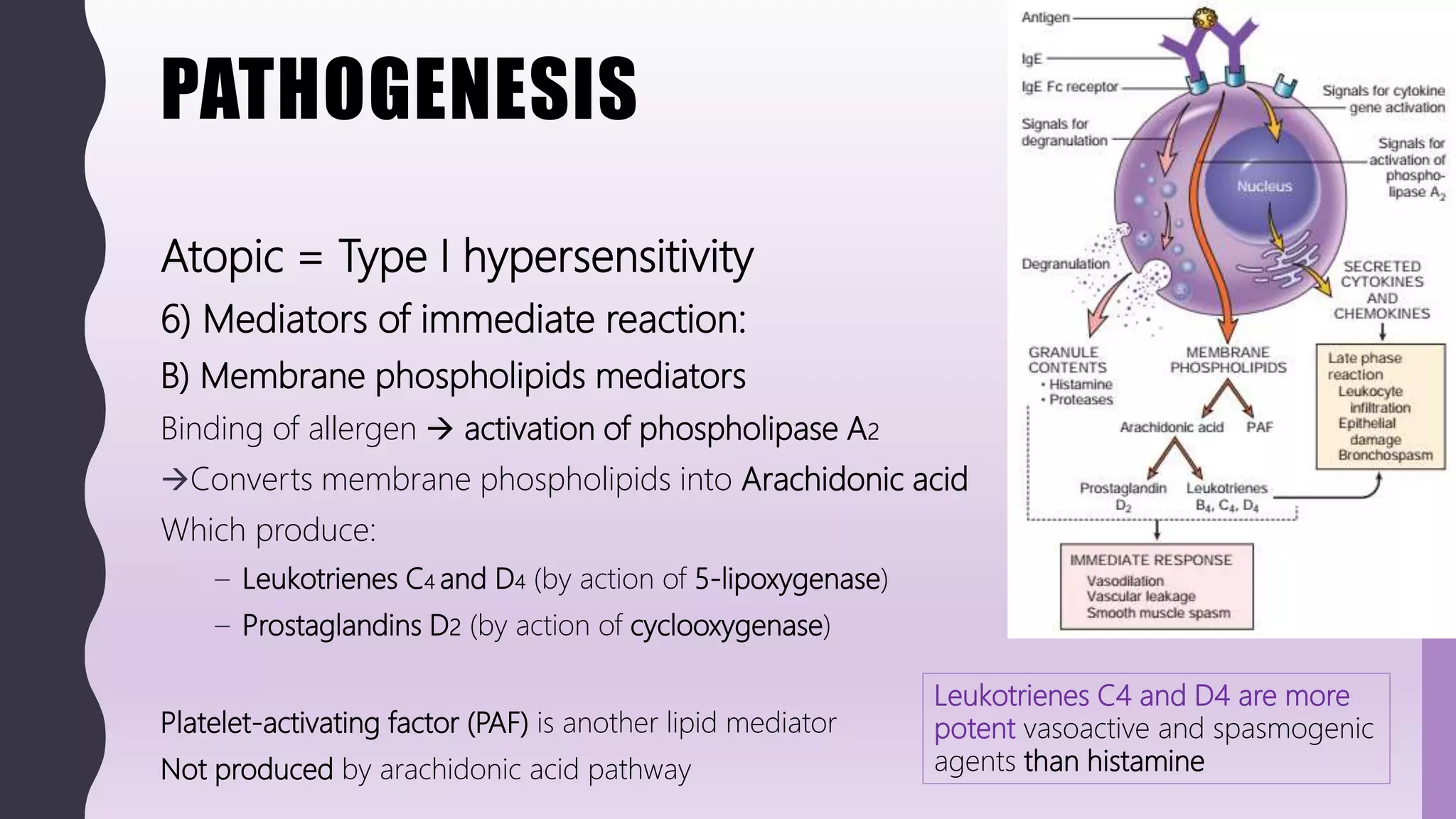 PATHOGENESIS
Atopic = Type I hypersensitivity
6) Mediators of immediate reaction:
B) Membrane phospholipids mediators
Binding of allergen  activation of phospholipase A2
Converts membrane phospholipids into Arachidonic acid
Which produce:
– Leukotrienes C4 and D4 (by action of 5-lipoxygenase)
– Prostaglandins D2 (by action of cyclooxygenase)
Platelet-activating factor (PAF) is another lipid mediator
Not produced by arachidonic acid pathway
Leukotrienes C4 and D4 are more
potent vasoactive and spasmogenic
agents than histamine
 