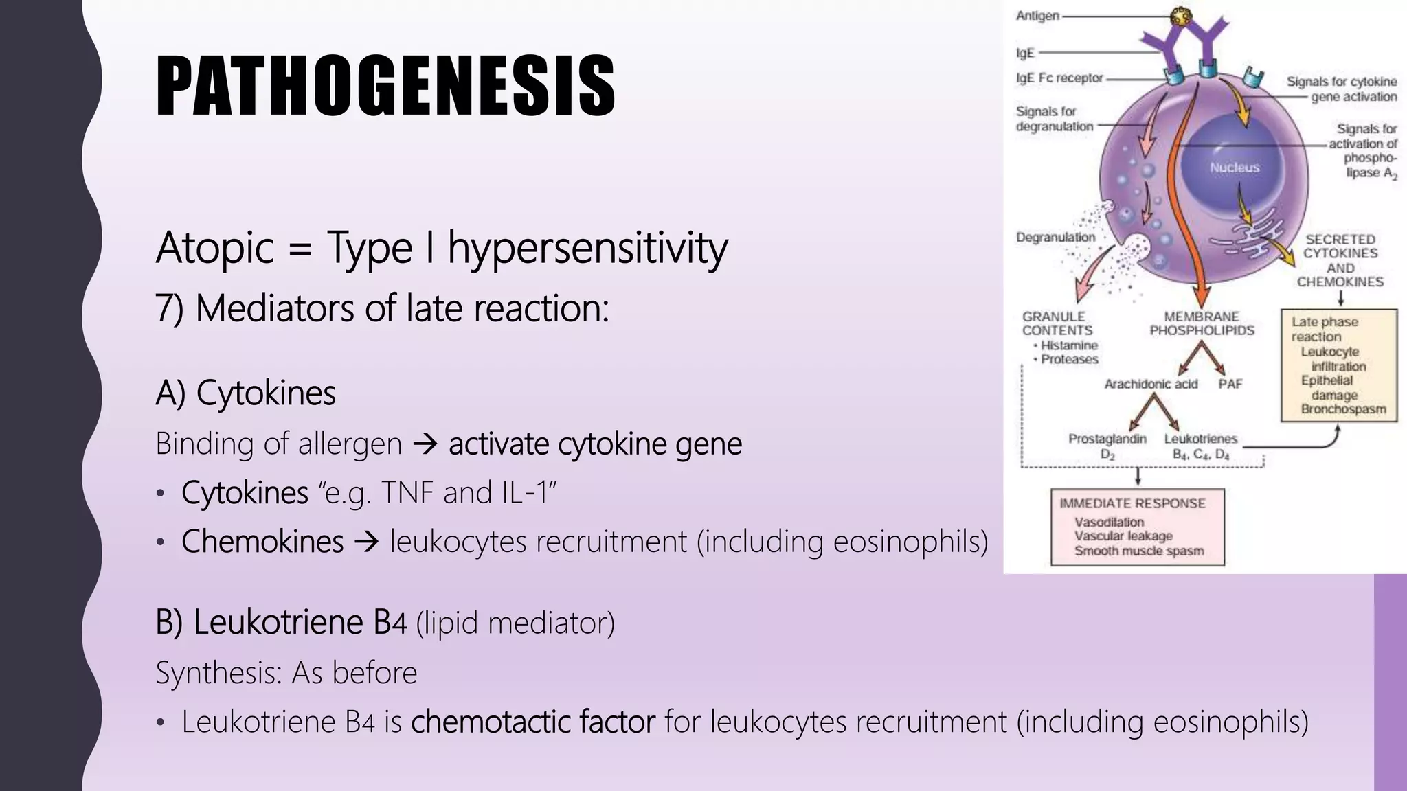 PATHOGENESIS
Atopic = Type I hypersensitivity
7) Mediators of late reaction:
A) Cytokines
Binding of allergen  activate cytokine gene
• Cytokines “e.g. TNF and IL-1”
• Chemokines  leukocytes recruitment (including eosinophils)
B) Leukotriene B4 (lipid mediator)
Synthesis: As before
• Leukotriene B4 is chemotactic factor for leukocytes recruitment (including eosinophils)
 