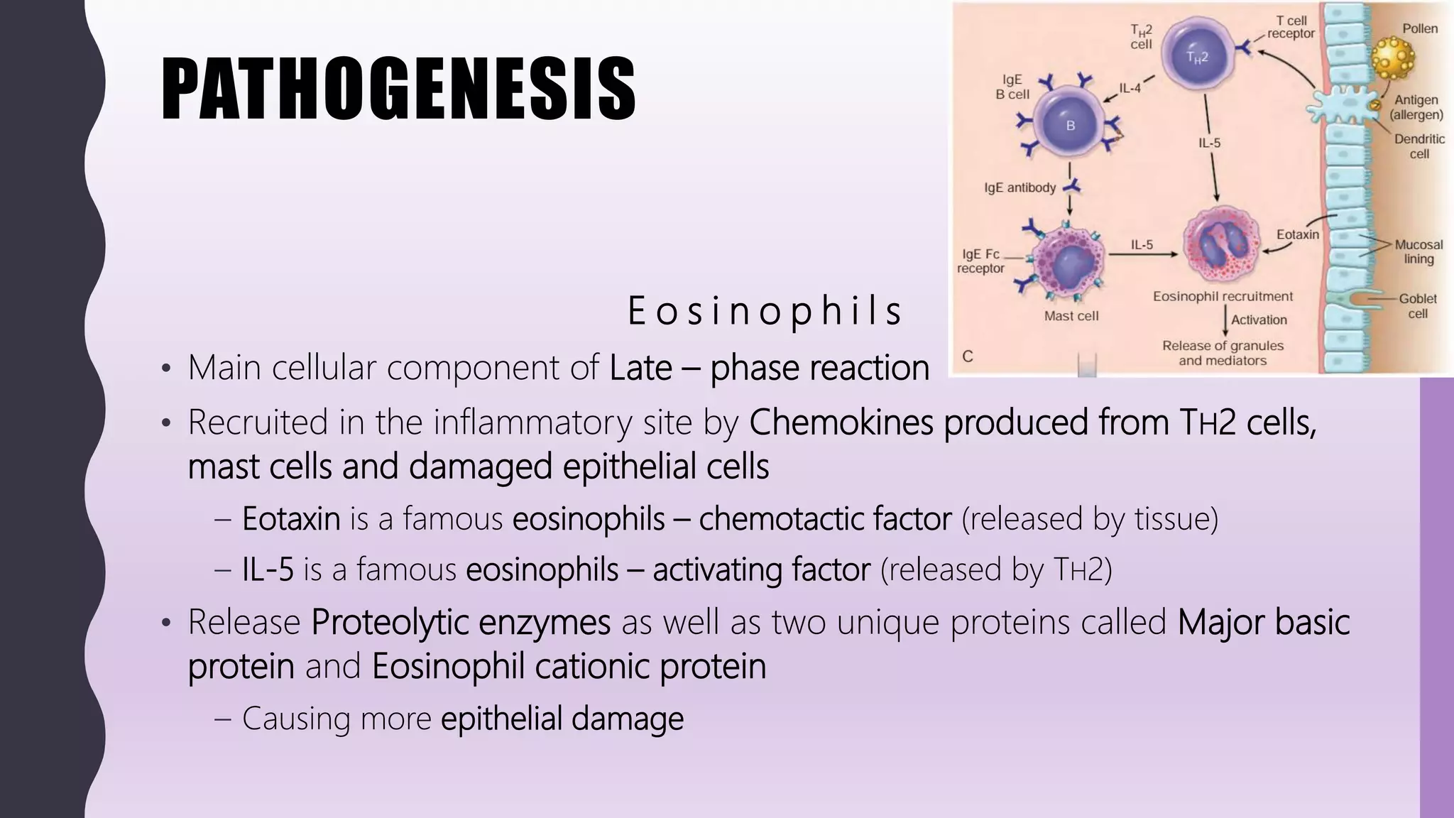 PATHOGENESIS
E o s i n o p h i l s
• Main cellular component of Late – phase reaction
• Recruited in the inflammatory site by Chemokines produced from TH2 cells,
mast cells and damaged epithelial cells
– Eotaxin is a famous eosinophils – chemotactic factor (released by tissue)
– IL-5 is a famous eosinophils – activating factor (released by TH2)
• Release Proteolytic enzymes as well as two unique proteins called Major basic
protein and Eosinophil cationic protein
– Causing more epithelial damage
 