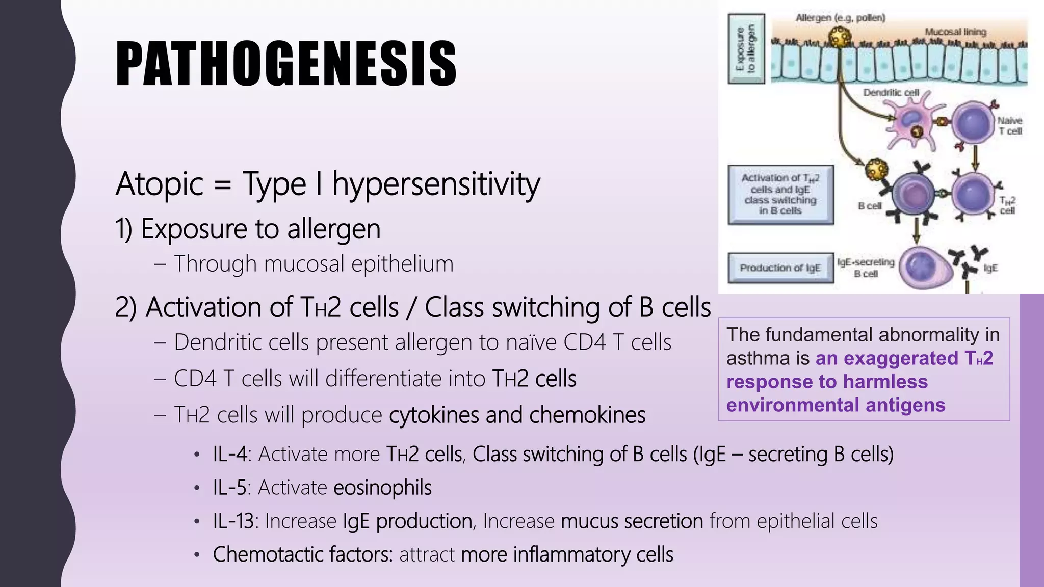 PATHOGENESIS
Atopic = Type I hypersensitivity
1) Exposure to allergen
– Through mucosal epithelium
2) Activation of TH2 cells / Class switching of B cells
– Dendritic cells present allergen to naïve CD4 T cells
– CD4 T cells will differentiate into TH2 cells
– TH2 cells will produce cytokines and chemokines
• IL-4: Activate more TH2 cells, Class switching of B cells (IgE – secreting B cells)
• IL-5: Activate eosinophils
• IL-13: Increase IgE production, Increase mucus secretion from epithelial cells
• Chemotactic factors: attract more inflammatory cells
The fundamental abnormality in
asthma is an exaggerated TH2
response to harmless
environmental antigens
 