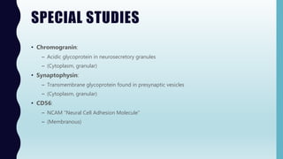 SPECIAL STUDIES
• Chromogranin:
– Acidic glycoprotein in neurosecretory granules
– (Cytoplasm, granular)
• Synaptophysin:
– Transmembrane glycoprotein found in presynaptic vesicles
– (Cytoplasm, granular)
• CD56:
– NCAM “Neural Cell Adhesion Molecule”
– (Membranous)
 