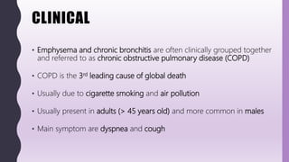 CLINICAL
• Emphysema and chronic bronchitis are often clinically grouped together
and referred to as chronic obstructive pulmonary disease (COPD)
• COPD is the 3rd leading cause of global death
• Usually due to cigarette smoking and air pollution
• Usually present in adults (> 45 years old) and more common in males
• Main symptom are dyspnea and cough
 