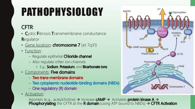 cystic fibrosis pathophysiology diagram flashpath cystic fibrosis cystic fibrosis pathophysiology diagram flashpath cystic fibrosis