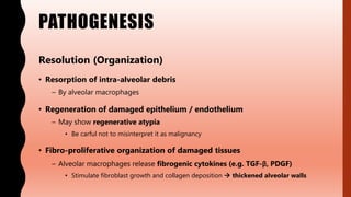 PATHOGENESIS
Resolution (Organization)
• Resorption of intra-alveolar debris
– By alveolar macrophages
• Regeneration of damaged epithelium / endothelium
– May show regenerative atypia
• Be carful not to misinterpret it as malignancy
• Fibro-proliferative organization of damaged tissues
– Alveolar macrophages release fibrogenic cytokines (e.g. TGF-β, PDGF)
• Stimulate fibroblast growth and collagen deposition  thickened alveolar walls
 