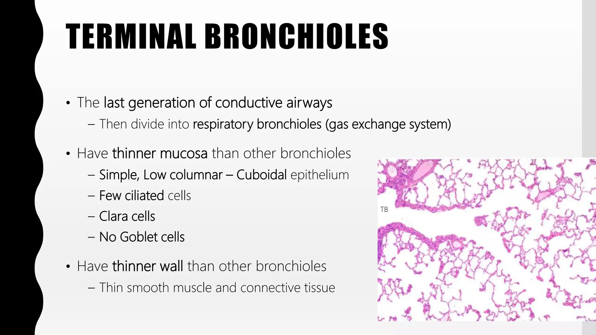 FlashPath - Lung - Histology | PPTX