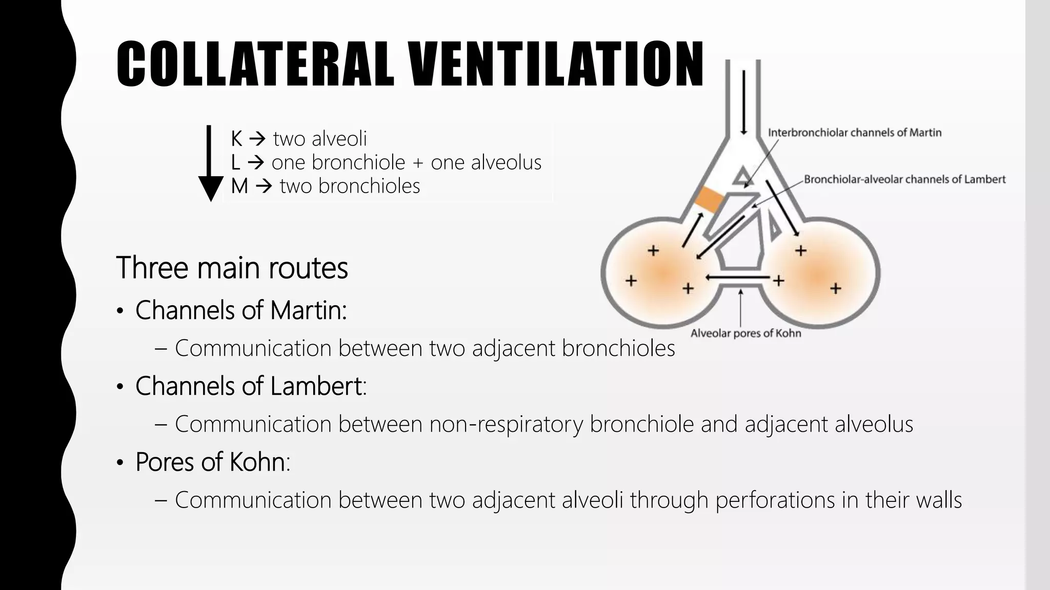 FlashPath - Lung - Histology | PPTX