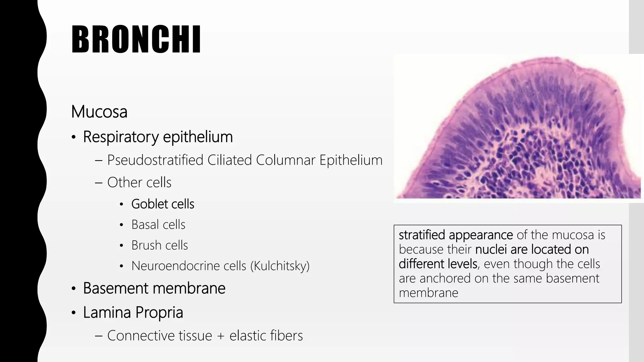 FlashPath - Lung - Histology | PPTX
