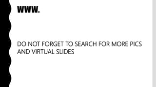 WWW.
DO NOT FORGET TO SEARCH FOR MORE PICS
AND VIRTUAL SLIDES
 