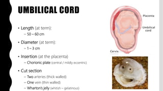UMBILICAL CORD
• Length (at term):
– 50 – 60 cm
• Diameter (at term):
– 1 – 3 cm
• Insertion (at the placenta)
– Chorionic plate (central / mildly eccentric)
• Cut section
– Two arteries (thick walled)
– One vein (thin walled)
– Wharton’s jelly (whitish – gelatinous)
 