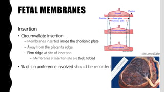 Chorionic Ridge FlashPath - Placenta - Grossing | PPTX