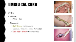 Gray Infection FlashPath - Placenta - Grossing | PPTX
