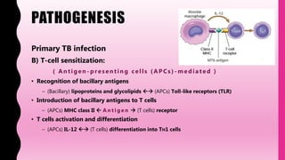 PATHOGENESIS
Primary TB infection
B) T-cell sensitization:
( Antigen - p resenting cells ( AP Cs) - mediated )
• Recognition of bacillary antigens
– (Bacillary) lipoproteins and glycolipids  (APCs) Toll-like receptors (TLR)
• Introduction of bacillary antigens to T cells
– (APCs) MHC class II  A n t i g e n  (T cells) receptor
• T cells activation and differentiation
– (APCs) IL-12  (T cells) differentiation into TH1 cells
 