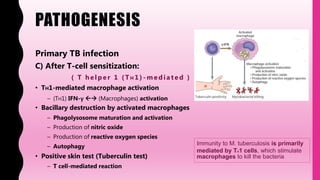 PATHOGENESIS
Primary TB infection
C) After T-cell sensitization:
( T h elp er 1 ( T H 1) - mediated )
• TH1-mediated macrophage activation
– (TH1) IFN-γ  (Macrophages) activation
• Bacillary destruction by activated macrophages
– Phagolysosome maturation and activation
– Production of nitric oxide
– Production of reactive oxygen species
– Autophagy
• Positive skin test (Tuberculin test)
– T cell-mediated reaction
Immunity to M. tuberculosis is primarily
mediated by TH1 cells, which stimulate
macrophages to kill the bacteria
 