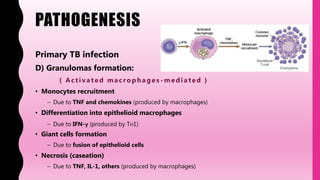 PATHOGENESIS
Primary TB infection
D) Granulomas formation:
( Activ ated macrop h ages - mediated )
• Monocytes recruitment
– Due to TNF and chemokines (produced by macrophages)
• Differentiation into epithelioid macrophages
– Due to IFN-γ (produced by TH1)
• Giant cells formation
– Due to fusion of epithelioid cells
• Necrosis (caseation)
– Due to TNF, IL-1, others (produced by macrophages)
 