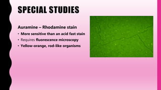 SPECIAL STUDIES
Auramine – Rhodamine stain
• More sensitive than an acid fast stain
• Requires fluorescence microscopy
• Yellow-orange, rod-like organisms
 