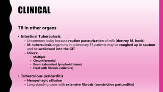 CLINICAL
TB in other organs
• Intestinal Tuberculosis:
– Uncommon today because routine pasteurization of milk (destroy M. bovis)
– M. tuberculosis organisms in pulmonary TB patients may be coughed up in sputum
and be swallowed into the GIT
– Ulcers:
• Multiple
• Circumferential
• Ileum (abundant lymphoid tissue)
• Heal with fibrosis (stricture)
• Tuberculous pericarditis
– Hemorrhagic effusion
– Long standing cases with extensive fibrosis (constrictive pericarditis)
 
