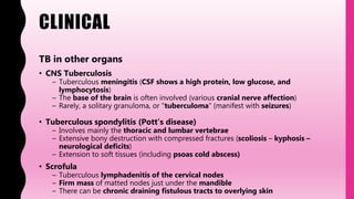 CLINICAL
TB in other organs
• CNS Tuberculosis
– Tuberculous meningitis (CSF shows a high protein, low glucose, and
lymphocytosis)
– The base of the brain is often involved (various cranial nerve affection)
– Rarely, a solitary granuloma, or "tuberculoma“ (manifest with seizures)
• Tuberculous spondylitis (Pott's disease)
– Involves mainly the thoracic and lumbar vertebrae
– Extensive bony destruction with compressed fractures (scoliosis – kyphosis –
neurological deficits)
– Extension to soft tissues (including psoas cold abscess)
• Scrofula
– Tuberculous lymphadenitis of the cervical nodes
– Firm mass of matted nodes just under the mandible
– There can be chronic draining fistulous tracts to overlying skin
 