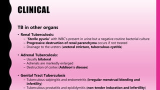 CLINICAL
TB in other organs
• Renal Tuberculosis:
– “Sterile pyuria" with WBC's present in urine but a negative routine bacterial culture
– Progressive destruction of renal parenchyma occurs if not treated
– Drainage to the ureters (ureteral stricture, tuberculous cystitis)
• Adrenal Tuberculosis:
– Usually bilateral
– Adrenals are markedly enlarged
– Destruction of cortex (Addison's disease)
• Genital Tract Tuberculosis
– Tuberculous salpingitis and endometritis (irregular menstrual bleeding and
infertility)
– Tuberculous prostatitis and epididymitis (non-tender induration and infertility)
 