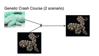 Genetic Crash Course (2 scenario)
 