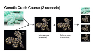 Genetic Crash Course (2 scenario)
+
heterozygous
(recessive)
heterozygous
(recessive)
 