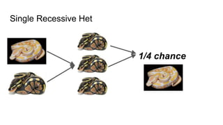 Single Recessive Het
1/4 chance
 
