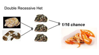 Double Recessive Het
1/16 chance
 