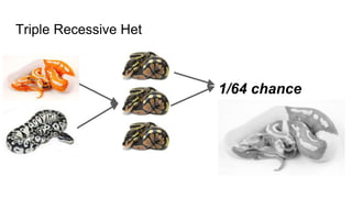 Triple Recessive Het
1/64 chance
 