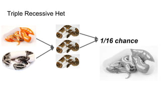 Triple Recessive Het
1/16 chance
 