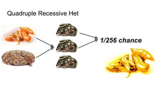 Quadruple Recessive Het
1/256 chance
 