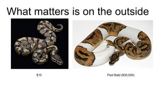 What matters is on the outside
Pied Bald ($30,000)$10
 