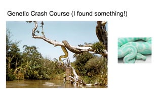 Genetic Crash Course (I found something!)
 