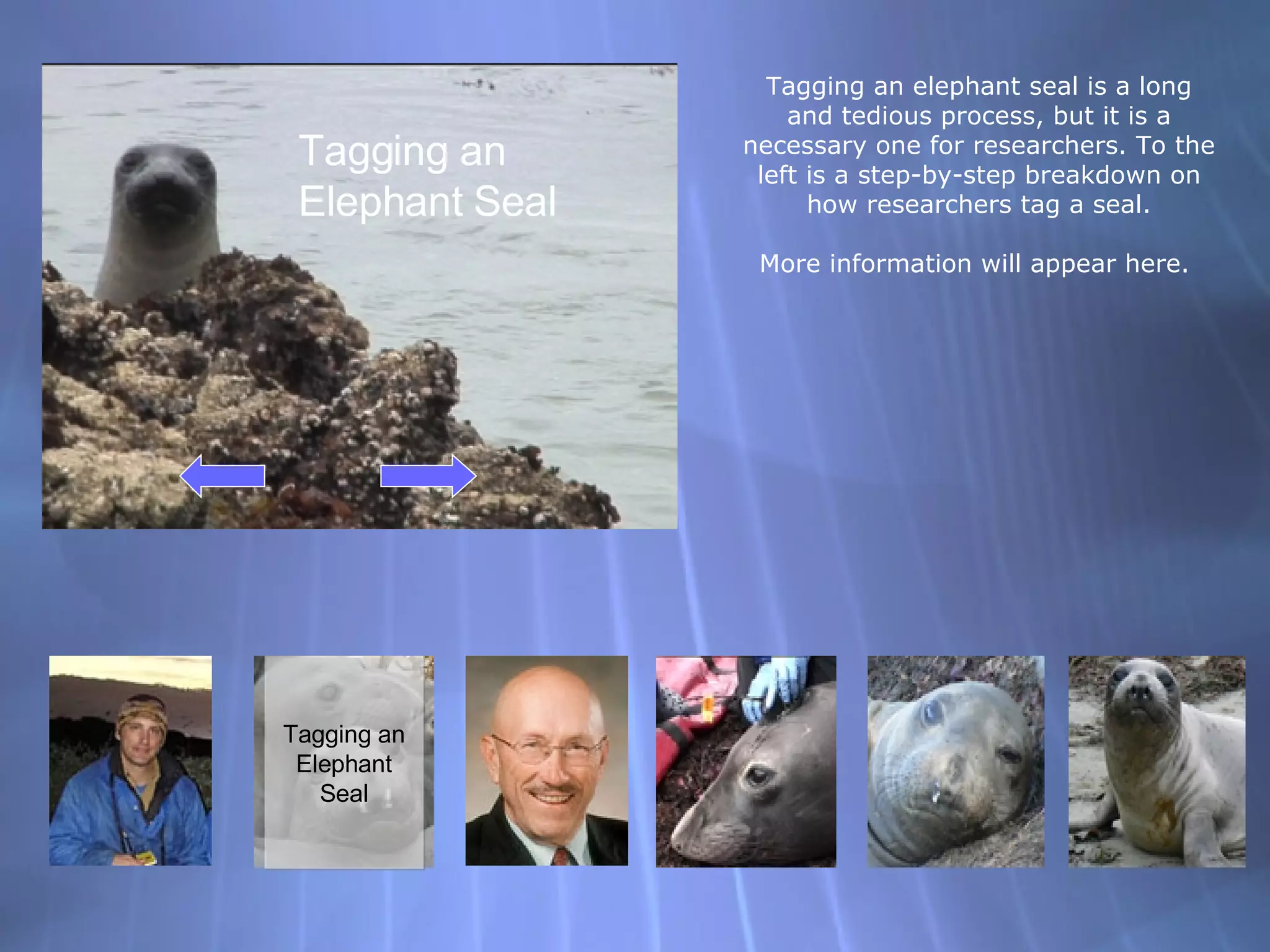 Videos Extreme Seal Experience 65 - g2olv0s